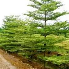 Image result for Terminalia mantaly