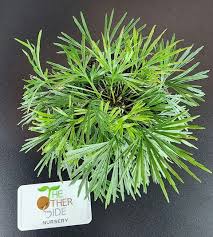 Image result for Actiniopteris