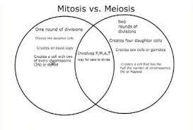 Venn Diagram Showing The Similarities And Differences Between Mitosis And Meiosis Meiosis Mitosis Mitosis Meiosis