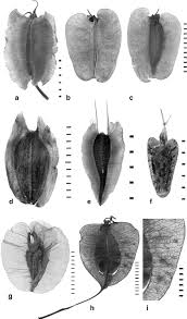 Image result for Holubia saccata