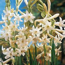 Pin On Flowers