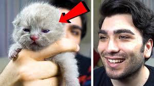 10 Gunluk Yavru Kedilerim Gozlerini Acti Youtube