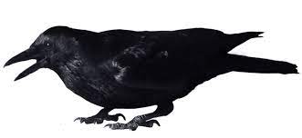 Crow 10 Crow Photos Crow Vector Photo