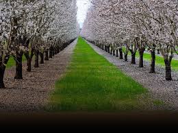 The San Joaquin Valley Has Been Called The Food Basket Of The World Crops Grown Here Include Cotton Asp San Joaquin Valley San Joaquin Wine Country Travel