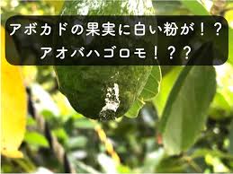 アボカド栽培17 アボカドの果実に白い粉が アオバハゴロモの仕業か 糸満フルーツ園 けんちゃん