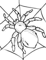 Did you know that they can live up to 30 years! Tarantula On His Spider Web Coloring Page Netart Spider Coloring Page Insect Coloring Pages Bug Coloring Pages
