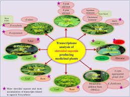 Image result for Chlorophytum amplexicaule
