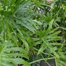 Image result for Filodendron Philodendron