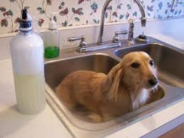 The bright white color is easy to incorporate into your current decor theme. 37 Dogs N Sinks Ideas Cute Dogs Dogs Puppies
