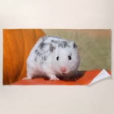 Black And White Syrian Hamster For Sale Cute Syrian Hamster White Black Spotted Funny Pet Beach Towel Zazzle Com Syrian Hamster Pet Beach Towel Hamster