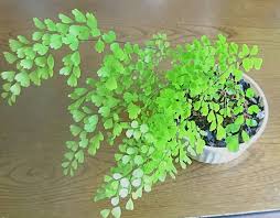 アジアンタムの育て方 植え替え時期や増やし方は Greensnap グリーンスナップ