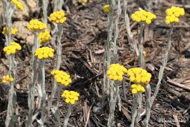 Image result for Helichrysum aureo-nitens