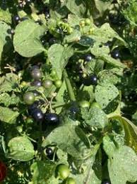 Image result for Solanum scabrum