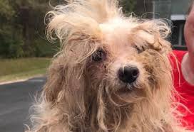 6,799 likes · 374 talking about this · 50 were here. Clarksville Rescue Group Saves Yorkies From Georgia Puppy Mill Clarksvillenow Com