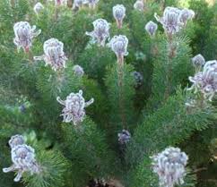 Image result for Swertia brownii