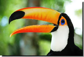 Pin By Theresa Dee On Birds Toucan Rainforest Birds Rainforest Animals Tropical Rainforest
