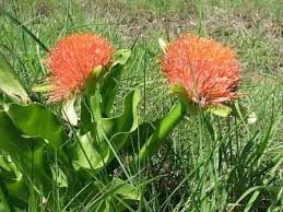 Image result for Scadoxus puniceus
