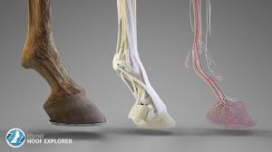 You just set something totally streaight! Equine Hoof Explorer 3d Anatomy Software For The Horese Hoof