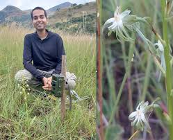 Image result for Habenaria nyikana