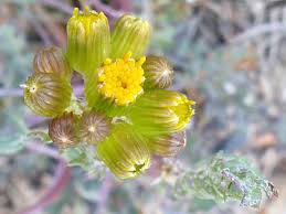 Image result for Mellera lobulata