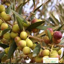 Yağ oranı %23 civarında olup, etli bir zeytindir. Bodur Arbequina Zeytin Fidani Hepsibahcemden