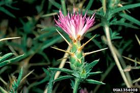 Image result for Centaurea praecox