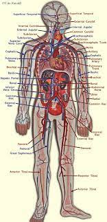 Veins are needed to carry the deoxygenated blood back to the heart for purification. 32 Label The Major Arteries And Veins Labels For Your Ideas