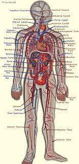 Veins are blue blood vessels that carry blood towards the heart. 32 Label The Major Arteries And Veins Labels For Your Ideas