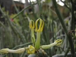 Image result for Ceropegia multiflora