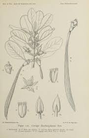 Image result for Ceriops