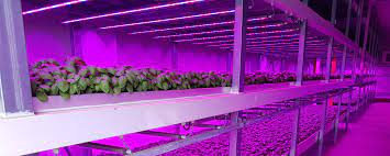 (bli), makes the most efficient cmh and led grow lights. Vertical Farming Triple The Yield And Shortens Harvest Time Osram