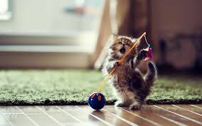 En Ideal Kedi Oyuncaklari Hangileridir Kedi9 Com