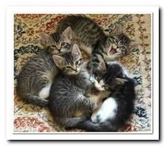 Where is the whiskers cat rescue in southbury located? Who We Are Whiskers Pet Rescue