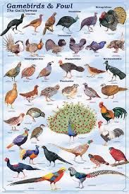 Identification Backyard Birds Of Minnesota Laminated Gamebirds Land Fowl Identification Poster Chart By Feenixx Posters This Is An Order Clade Of Heavy Bodied Gr Game Birds Pet Birds Beautiful Birds