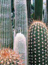 Cactus leaves are actually flat, oval, and pad shape stems but misinterpreted as leaves. Cactus Cactus Plants Cactus Plants