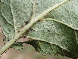 Image result for puklice švestková obrázek