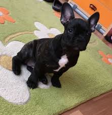 Eksi Duyuru Siyah Disi Fransiz Bulldog Icin Isim Onerisi