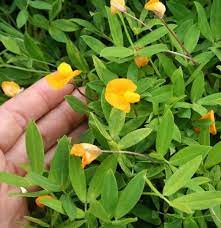 Perennial Peanut A Quick Reference Figure 1 Perennial Peanut Also Known As Florida S Alfalfa In Bloom In North Ce Perennials Grass Seed Seeding Lawn