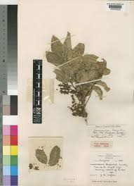 Image result for Lecaniodiscus