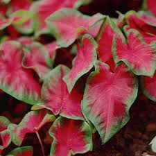 Caladium Bulbs Frieda Hemplethe Large Flat Heart Shaped Leaves Of The Classic Freida Hemple Are A Vivid Red With Plante Verte Interieur Plante Verte Plante
