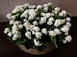 Download Wallpaper Kalanchoe Flowers White Indoor Plant Pots Hd Background Plants Kalanchoe Flowers Indoor Plant Pots