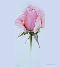 • then draw a stem and some leaves to complete the drawing. Drawing Rose Colored Pencil Drawing Flower Drawing Colour