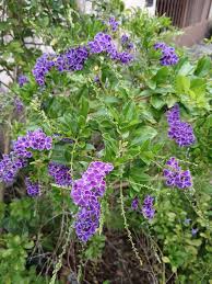 Image result for Duranta erecta