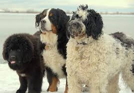 Bernese Mountain Dog Puppy Black And White Winter China And Skylar Water Dog Puppy Time Dogs