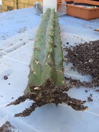 So your cutting/s have arrived. How To Strike Roots On San Pedro And Similar Trichocereus Cacti The Ethnobotanical Garden Shroomery Message Board
