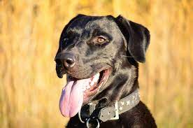 Rhodesian ridgeback information including pictures, training, behavior, and care of rhodesian ridgebacks and dog breed mixes. Rhodesian Ridgeback Mix Mischling Rhodesianridgeback De