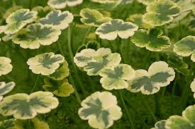 Image result for Hydrocotyle ranunculoides