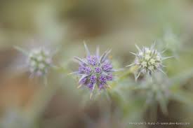 Image result for Vitellariopsis