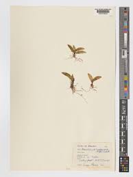 Image result for Bolusiella iridifolia