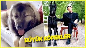 En Komik 10 Kopek Videolari Youtube